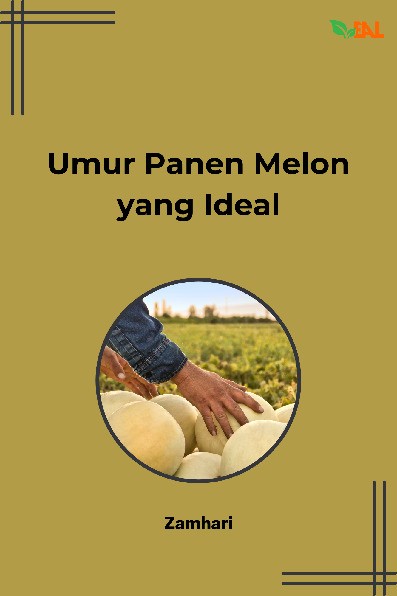 Umur Panen Melon yang Ideal